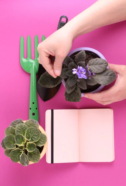 People, gardening, flower planting and profession concept - close up of man or gardener hands planting violet to flower pot at home