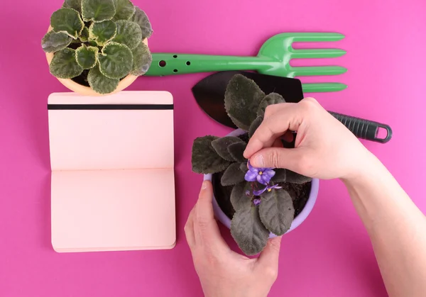 People, gardening, flower planting and profession concept - close up of man or gardener hands planting violet to flower pot at home