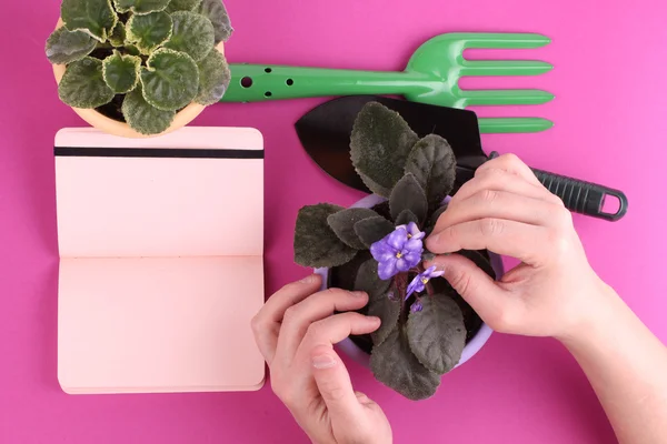 People, gardening, flower planting and profession concept - close up of man or gardener hands planting violet to flower pot at home