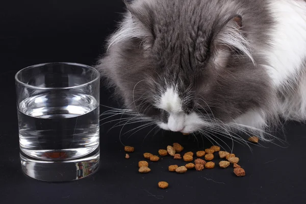 Persian cat eating food with water glass on a black background.