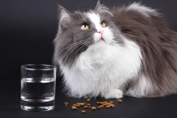 Persian cat eating food with water glass on a black background.