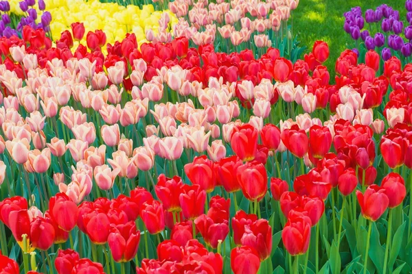 Beautiful multi color tulip flowers field