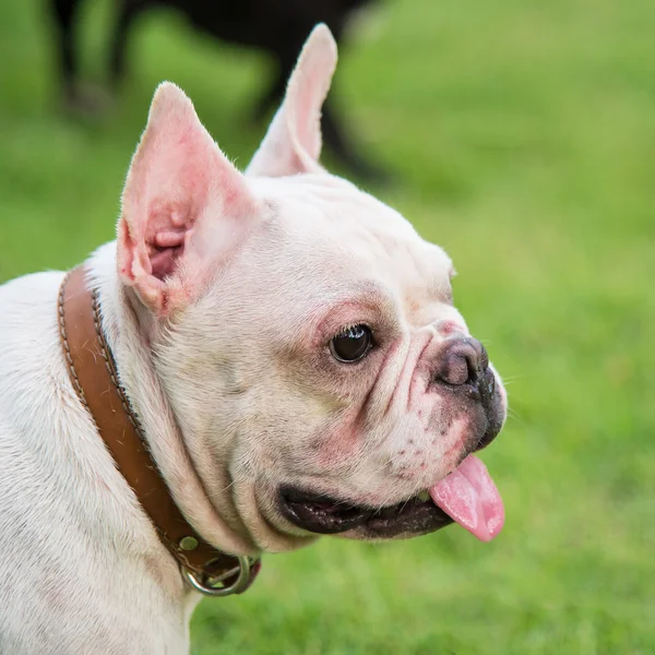 French bulldog face