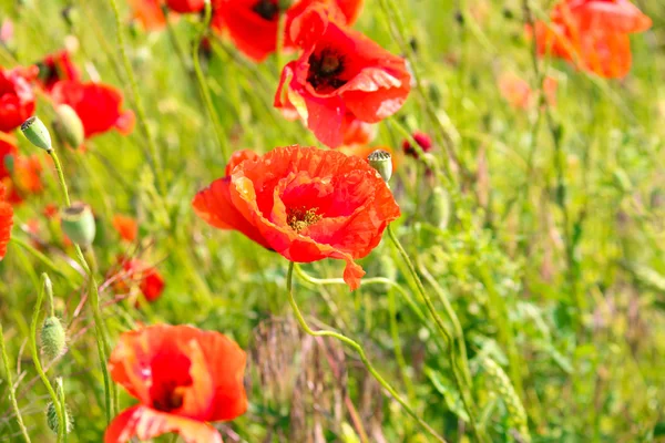 Red poppy seed flowers