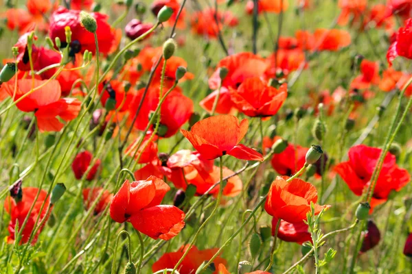 Red poppy seed flowers