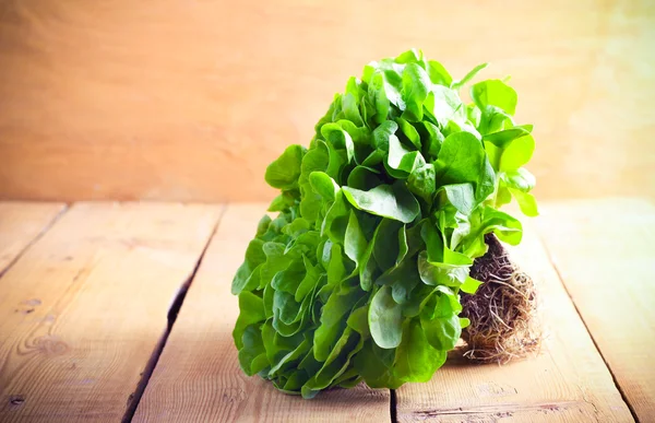 Salad leaves with roots and earth