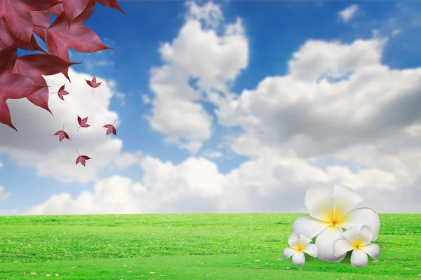 The blue sky with clouds and flowers on grass