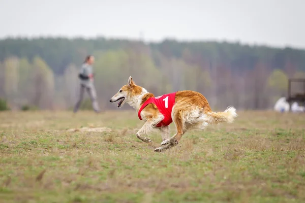 Coursing, passion and speed. Russian Borzoi dog