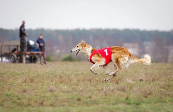 Coursing, passion and speed. Russian Borzoi dog