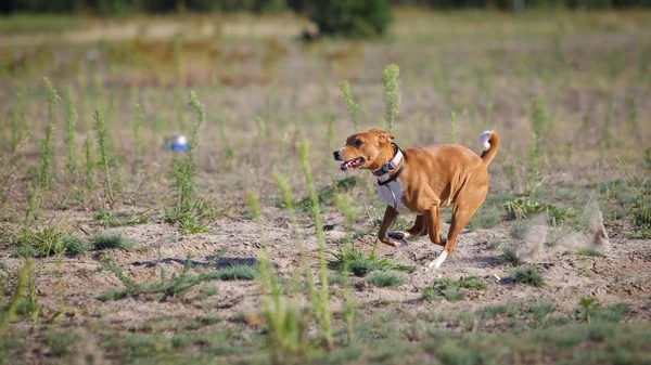 Cuorsing dogs. Basenji dog runs after the bait on the field