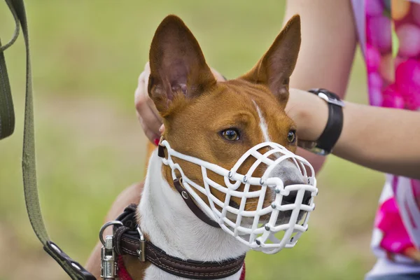 Basenji dog in a muzzle for coursing.