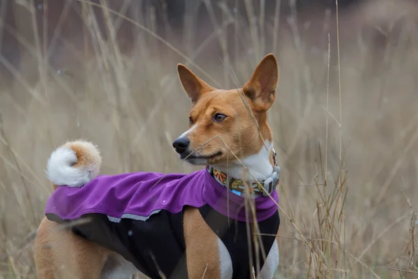 Portrait of a Basenji dog in clothes