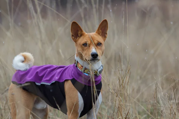 Portrait of a Basenji dog in clothes