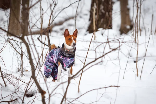 Little dog basenji walks in a snowy forest. Winter