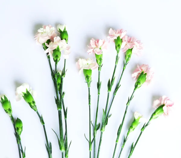 Light pink Carnation branch arranged on white background