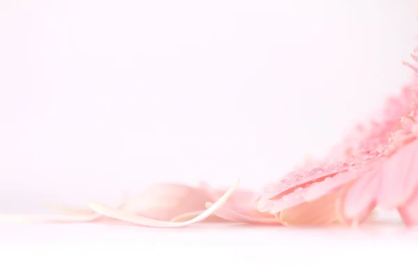 Close up pink petal Gerbera flower , softness and selective focu