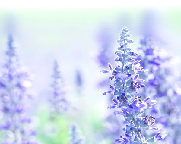 Close up beautiful purple blue flower in garden , Sage plant (la