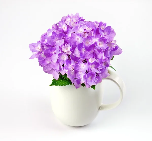 Sweet purple blue hydrangea flowers in white vase on a white bac