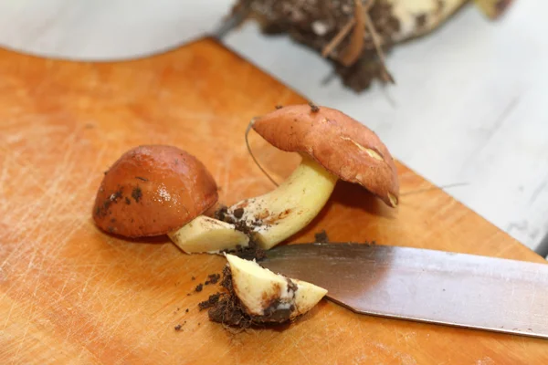 Wild boletus mushrooms