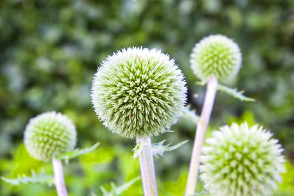 Green Globe Thistle with leaves
