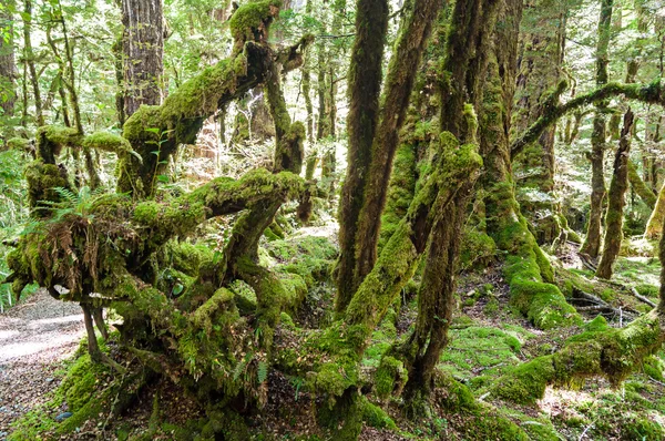 Primeval forest in New Zealand