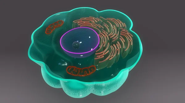 Human macrophage cell anatomy