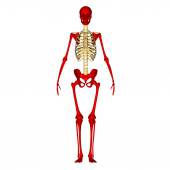 Male Muscular Skeleton Split Rear View — Stock Photo © ArtAndSoulPhoto