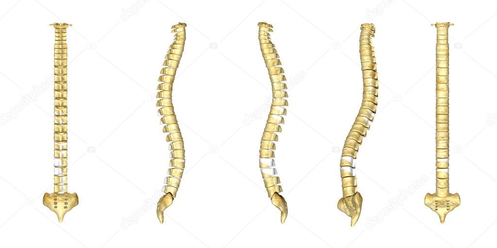 Human backbones set — Stock Photo © sciencepics #73310087