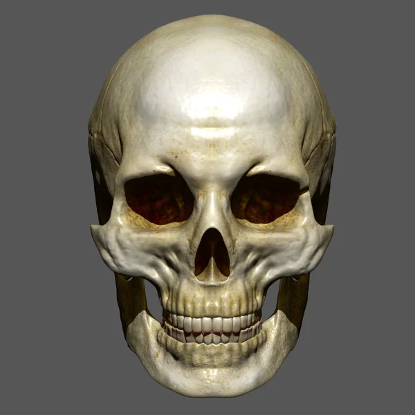 Human Skull, Human Anatomy