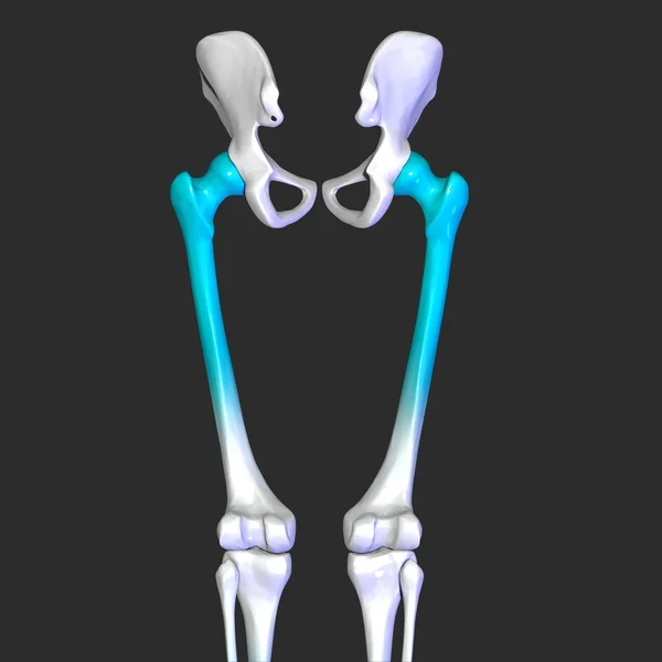 Schambein Stock Photos, lizenzfreie Schambein Bilder Depositphotos®