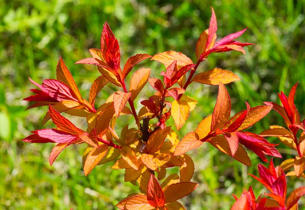 Ornamental shrub with red leaves