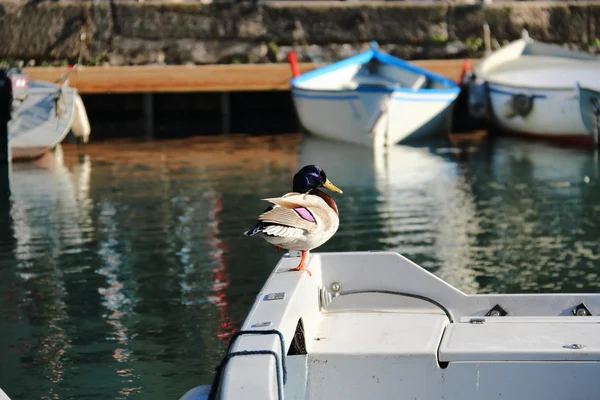 Duck sitting on board a boat on Lake Garda, Italy