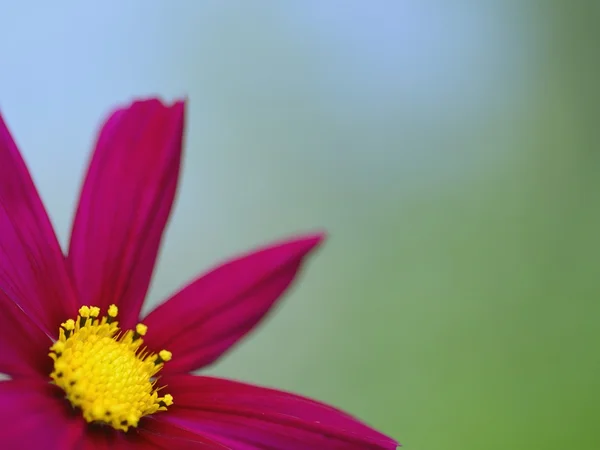 Red flower isolated