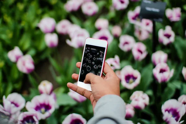 Person taking picture of flowers using Ipod Iphone