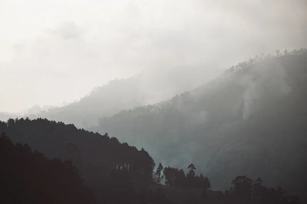 Tropical landscape overgrown with palm trees. Low clouds covers