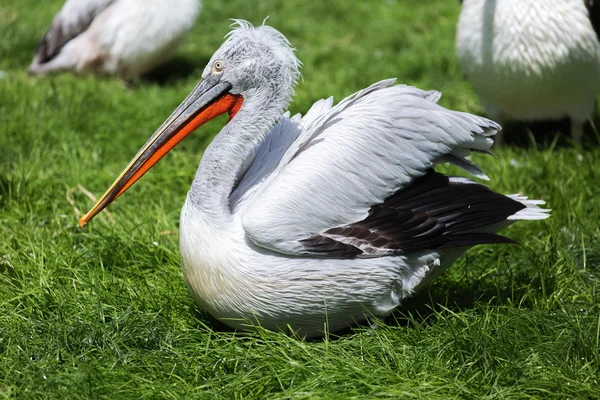 Pelican in profile sitting on the ground in the grass