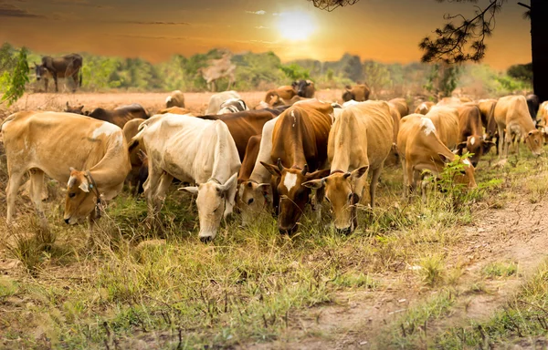 Asian cow herd eating grass in a field on sunset