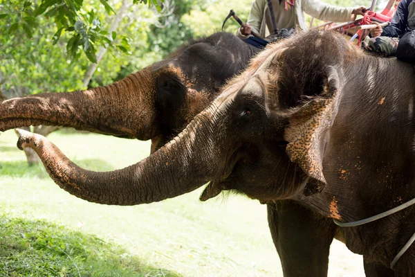 Focus on elephant eye with mahout sits on its back