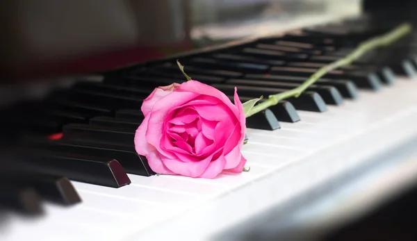 Pink rose on a piano key