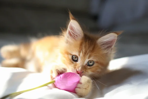 Littel red Maine Coon kitten