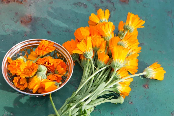 Calendula - pot marigold - herbal plant