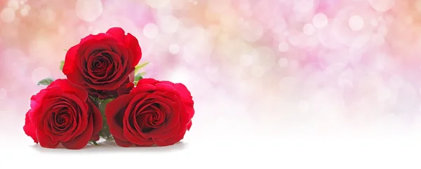 Three Beautiful Red Roses Website Header