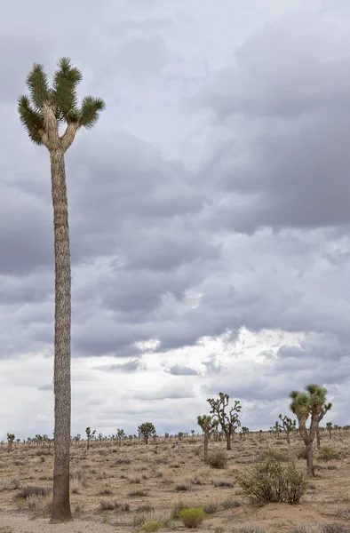 The tallest Joshua Tree in the park