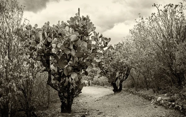 Nopales or prickly pears cactus, Yagul, Oaxaca, Mexico