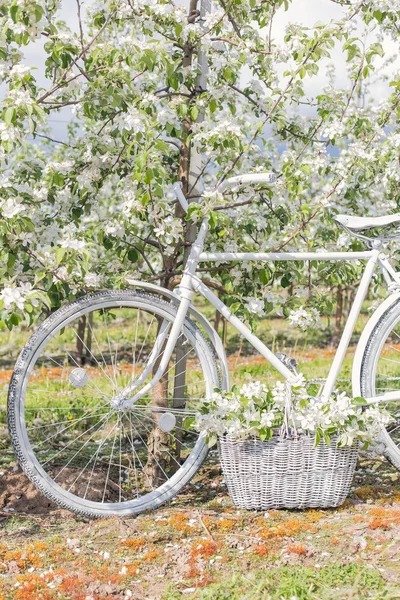 Beautiful white bike is in the apple lush garden with a basket of flowers