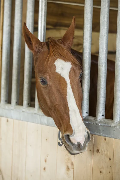 Beautiful quarter horse resting in his stall