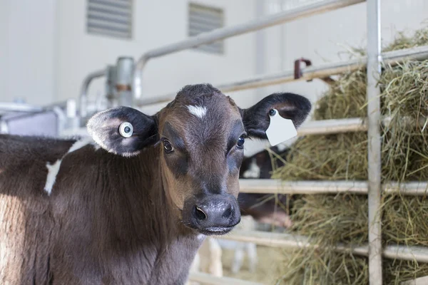 Young Holstein calf in a nursery located on a dairy farm