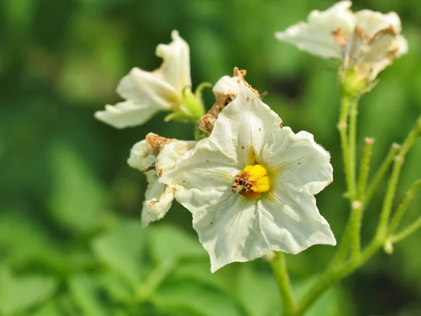 Flowering potato