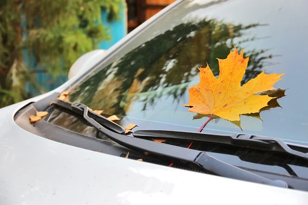 Yellow maple leaf pressed by wipers on windshield of car