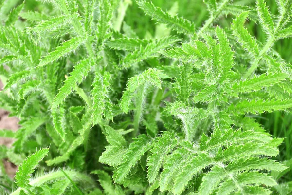 Lush green shaggy leaves of decorative garden poppy. Lush vegetation of poppy